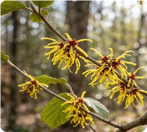 Hamamelis